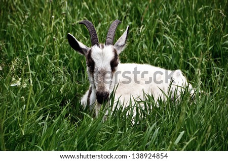 Goat lying hidden in the grass and looking at the Camera - Russian Farm