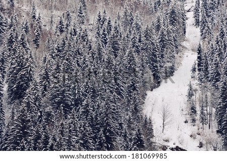 Chamonix - Mont - Blanc, France. A path up the Mountain with winter forest view.