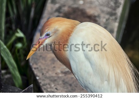 Cattle egret in Kuala Lumpur Bird Park, Malaysia. It is a popular tourist attraction, which houses more than 3000 birds.
