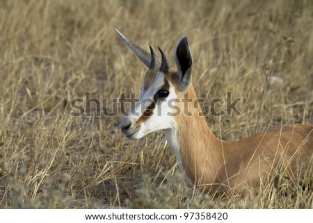 A Springbok Ram lies in the long grass of the Etosha National Park, Namibia