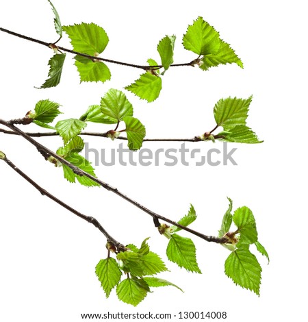 Birch Branches On A White Background Stock Photo 130014008 : Shutterstock
