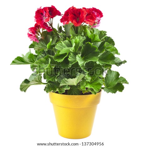 Red geranium flower in a yellow plastic pot isolated on white background