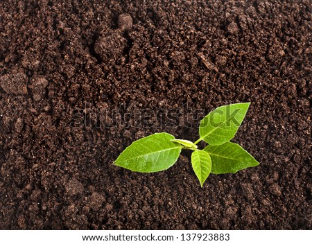 Image, Stock Photo Wet plant on sandy seashore