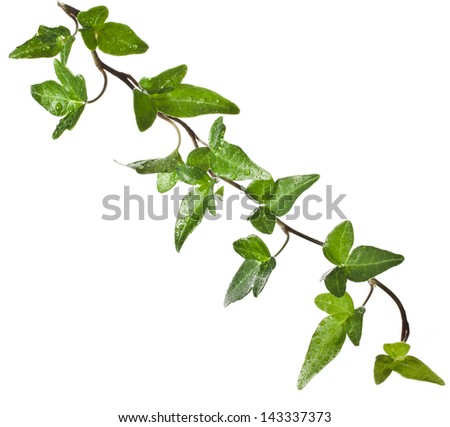 Green ivy plant close up isolated on white background