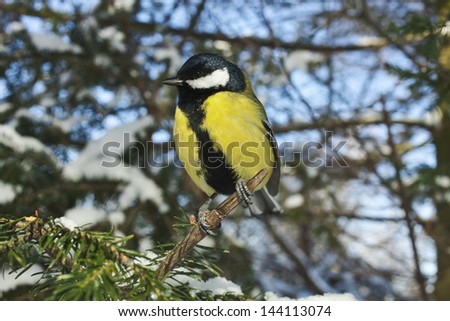 Blue Tit Bird in the snow tree in winter forest