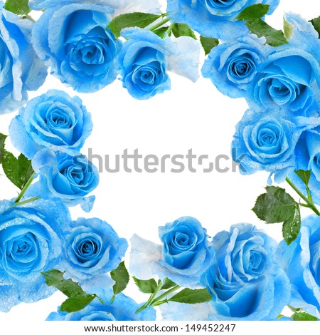 Frame border of beautiful blue rose with water drops surface close up  isolated on white background