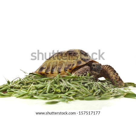 Turtle standing in heap green oat seeds close up isolated on white background