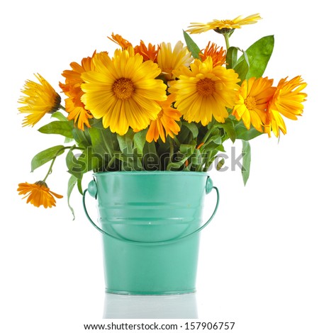 orange  rural bouquet heap of calendula in bucket box close up Isolated on white background