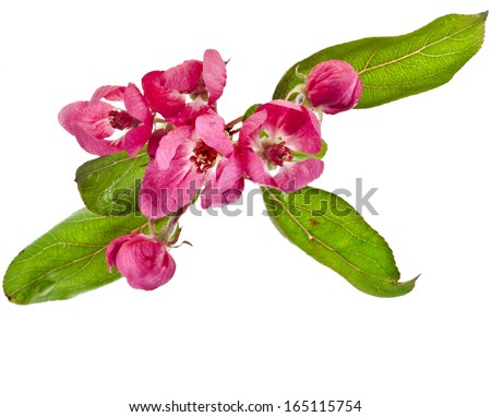Pink cherry blossom (sakura flowers), close up macro shot isolated on a white background
