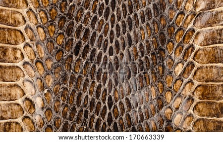 Snake Skin Surface Texture Close Up For Background And Wallpaper Stock ...