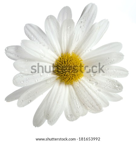 Similar – Image, Stock Photo Close-up of a margarite meadow in the evening sun
