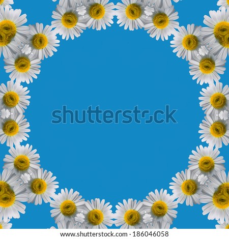 Border Frame of chamomile on blue background with space for your text
