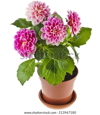 Colored Dahlia Flowers Plant in a pot Isolated on White Background