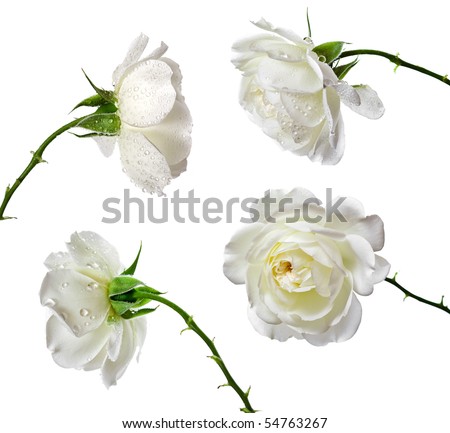 Collection set of beautiful white roses isolated on a white background