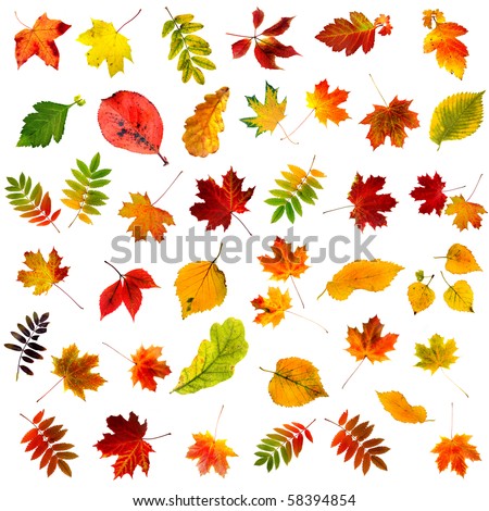 big collection set of beautiful colored autumn leaves close up isolated on white background
