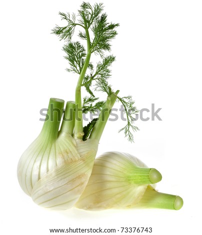 fresh fennel  isolated over white background