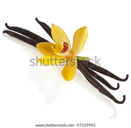 vanilla orchid pod isolated on white background