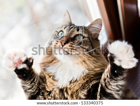 Funny male cat raises paws up