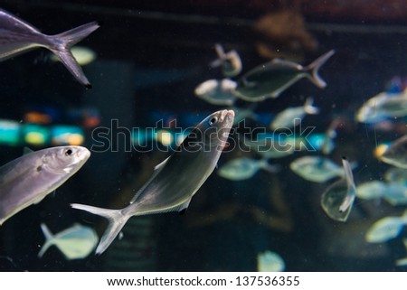 underwater image of a flock of fishes