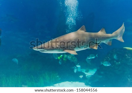 sand tiger shark (Carcharias taurus)  underwater close up portrait