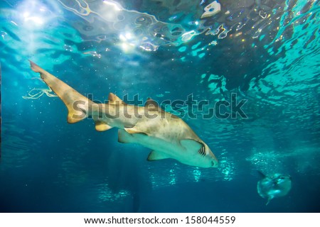 sand tiger shark (Carcharias taurus)  underwater close up portrait