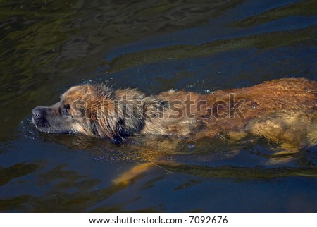 The swimming sheep-dog. Hot summer day on the river.