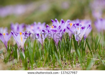 Beautiful crocus flowers during spring in polish Tatry mountains, Dolina Chocholowska.