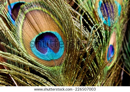 detail of peacock feather. Vivid color peacock feather with eyes. Elegant colorful decoration pattern. Indian religion texture
