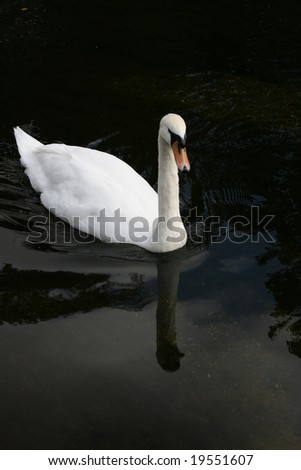 Swan reflected in dark river water, England UK
