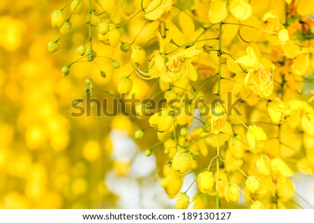 extremely hot blonde girls naked golden shower tree care