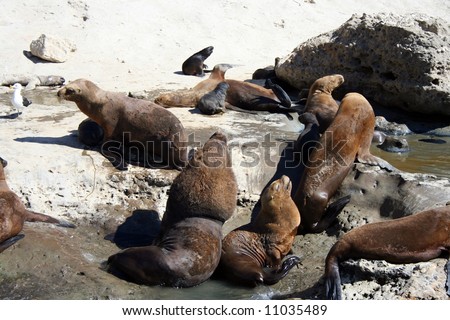 Small sealion colony on a beach in the Valdes peninsula