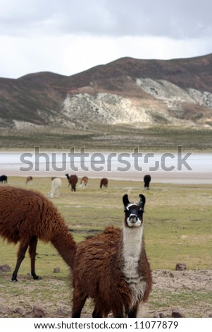many wild lamas on the inca trail