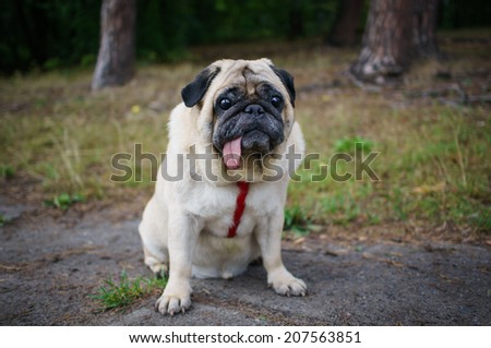 Little fat and sad pug sitting on a sidewalk in a park.
