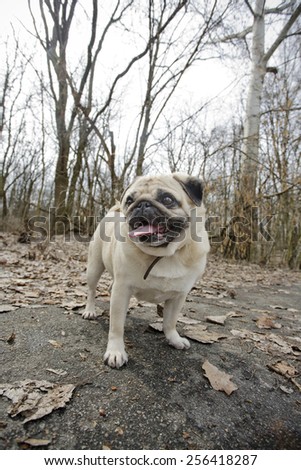 Funny fawn pug walking in park.