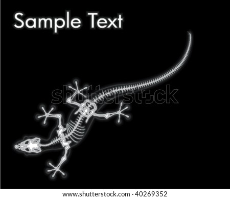X-Ray Gekko Lizard
