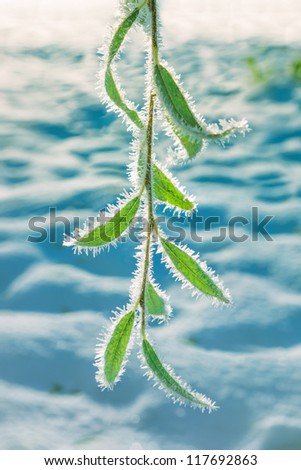 Frozen leaves. Snowflakes on frozen willow branches in cold winter morning on field