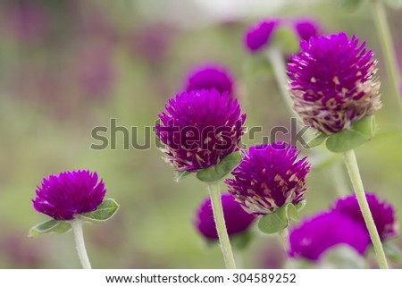 Globe amaranth violet flower with blur background