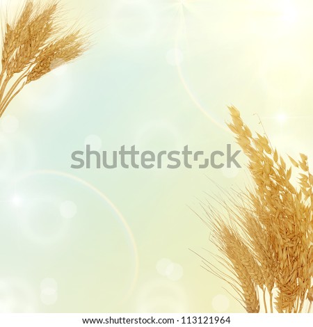dry oat and wheat isolated on white background