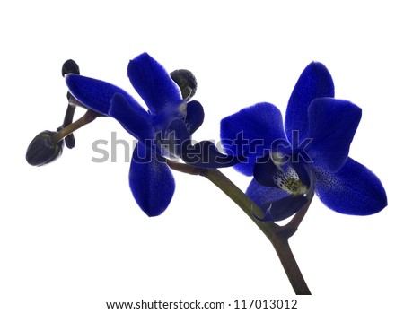 dark blue orchid flowers isolated on white background