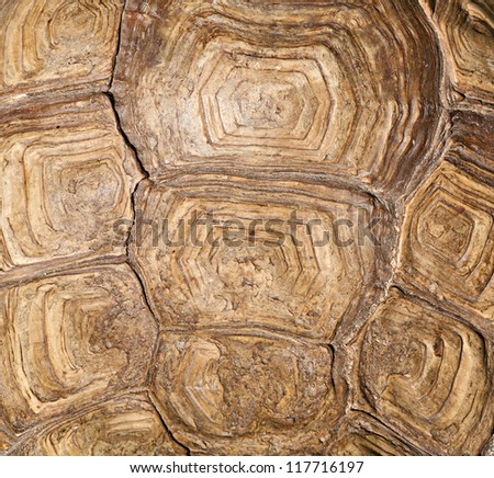background from turtle shell macro