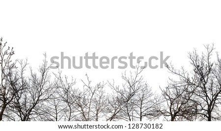 bare forest isolated on white background