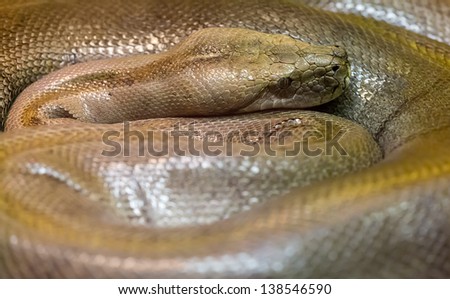 macro photo of brown snake spiral