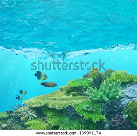 four fishes and cay under blue water with bubbles