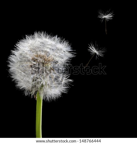 old dandelion and flying seeds isolated on black background