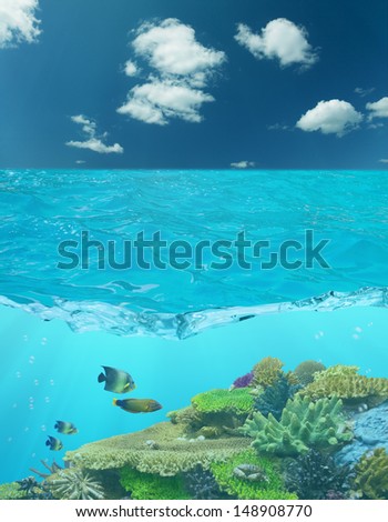 four fishes and cay under blue water and cloud sky