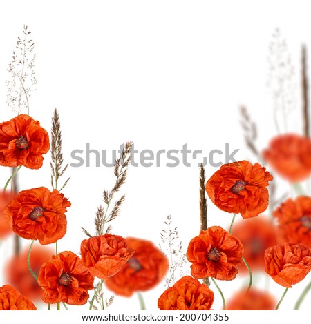 red poppy flowers in cereal grass isolated on white background
