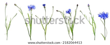 Similar – Image, Stock Photo Blue Cornflower with a green background