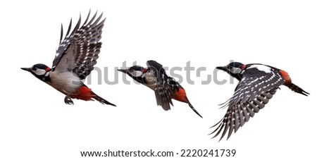 Similar – Image, Stock Photo Great spotted woodpecker on tree trunk