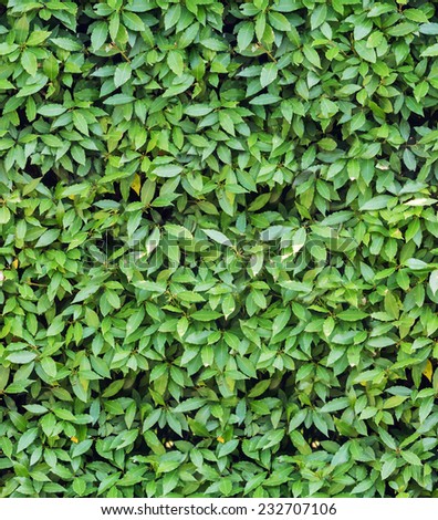 seamless background from green laurel leaves