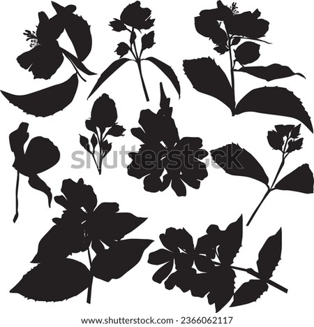 illustration with jasmine flower branches isolated on white background